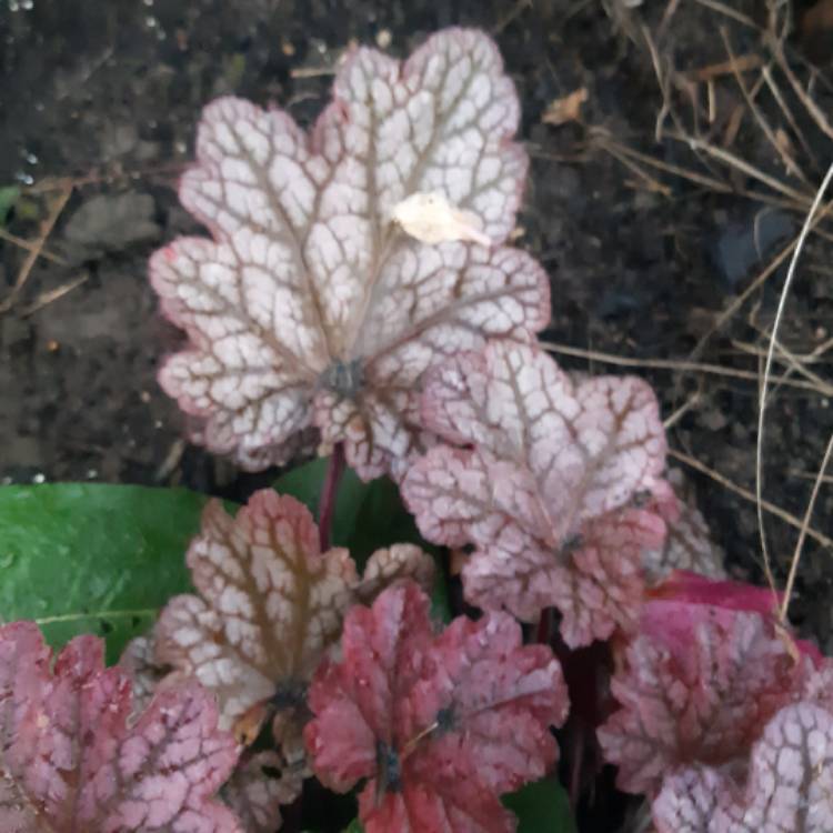 plant image 1190189 plant image 1190189