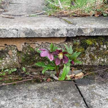 Helleborus