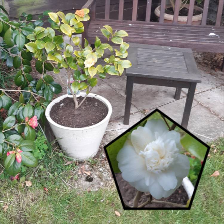 plant image 1256420