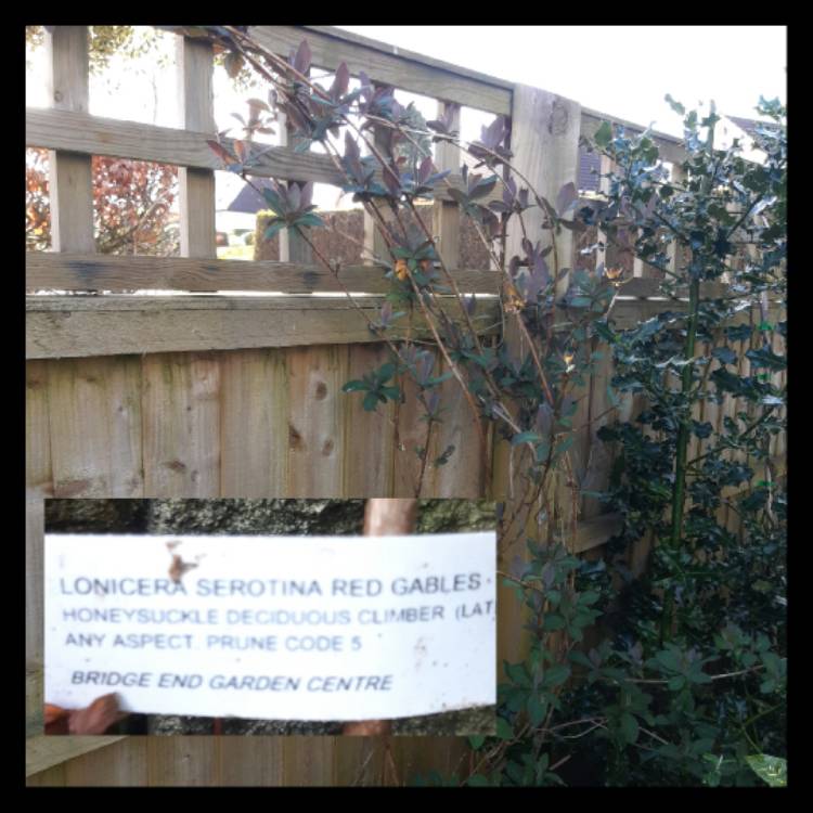 plant image 1261033