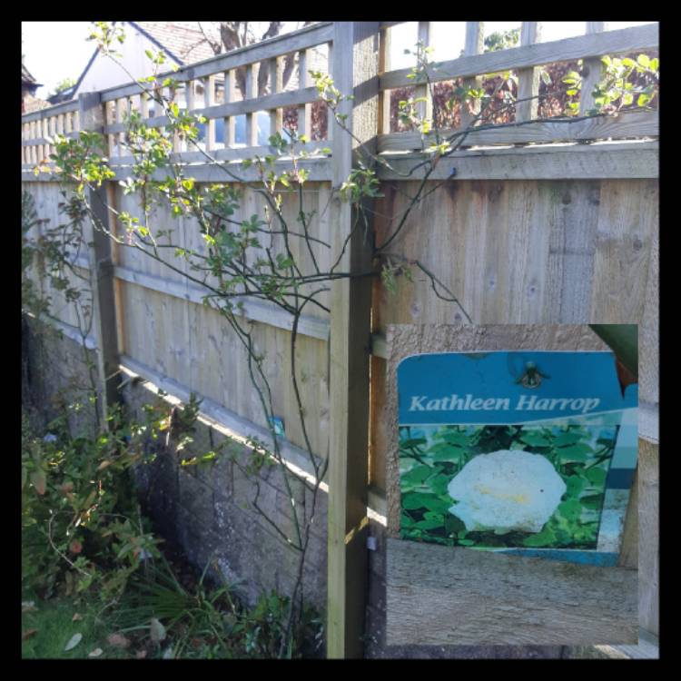 plant image 1261043