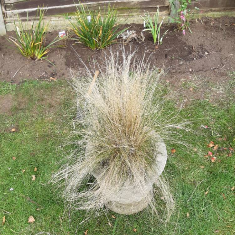 plant image 1269941