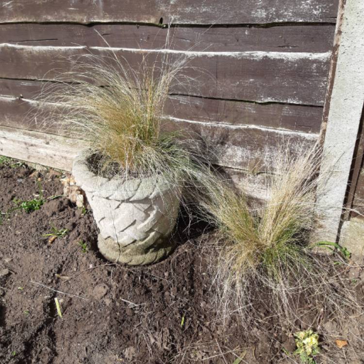 plant image 1269946