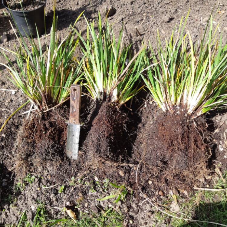 plant image 1270455 plant image 1270455