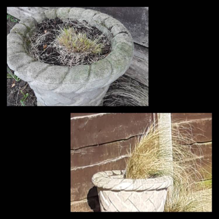 plant image 1273047