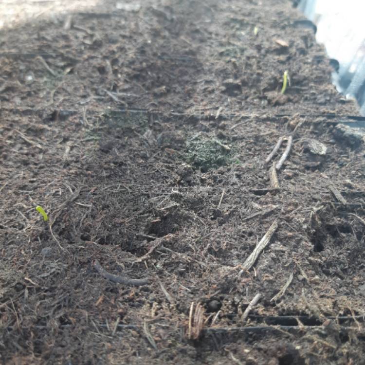 plant image 1273203