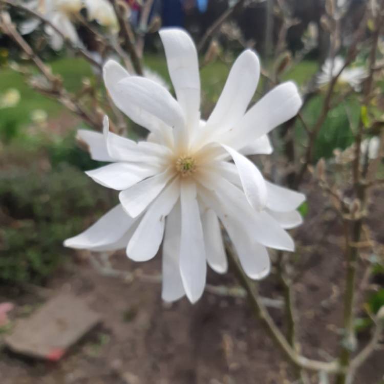 Plant image Magnolia stellata 'Rosea'