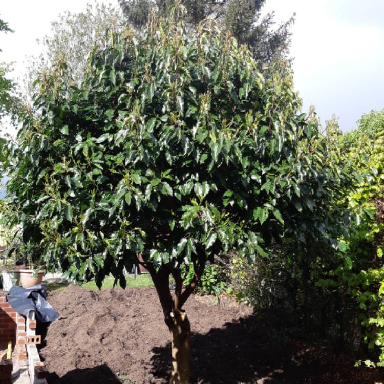Plant image Prunus lusitanica 'Angustifolia'
