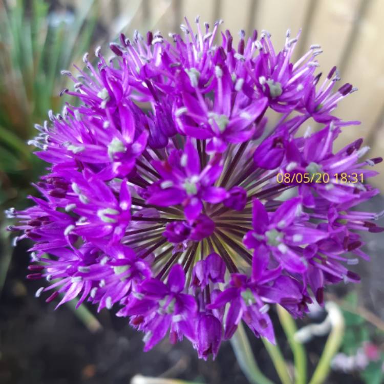 plant image 1292901 plant image 1292901