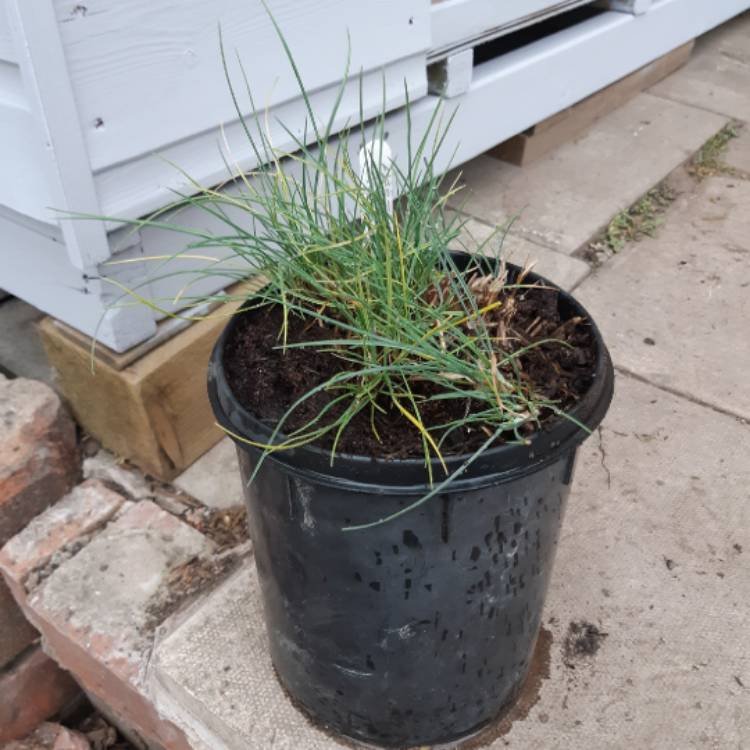 plant image 1302782