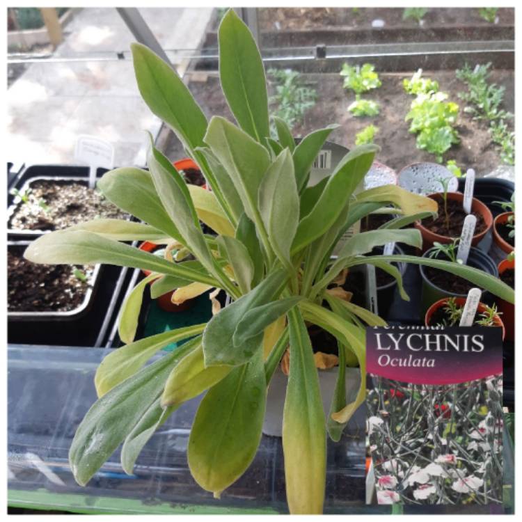 plant image 1306312