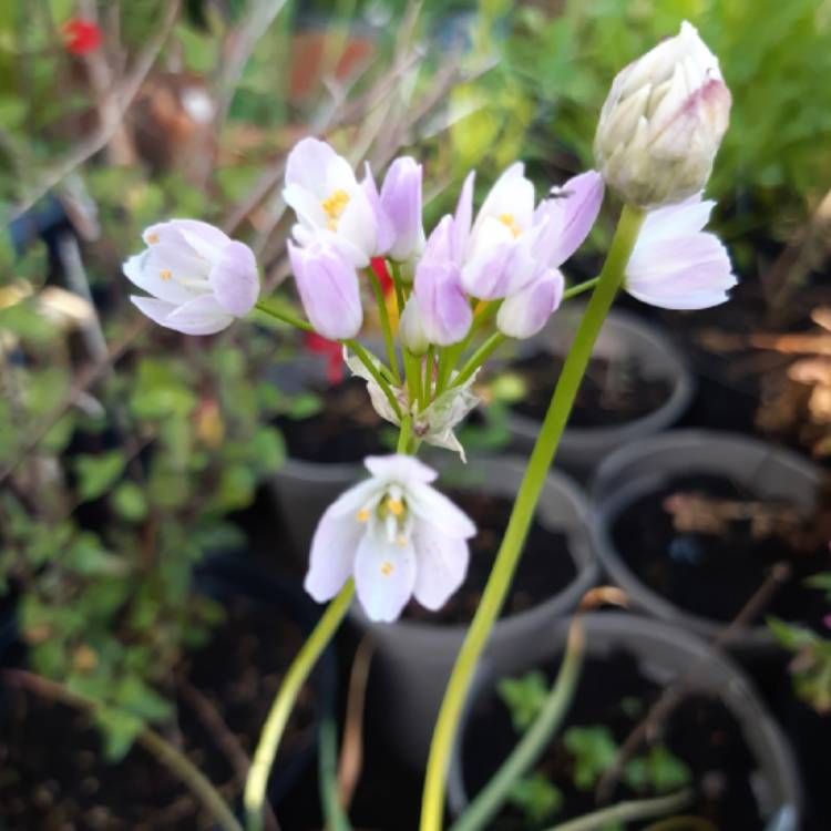 plant image 1309533