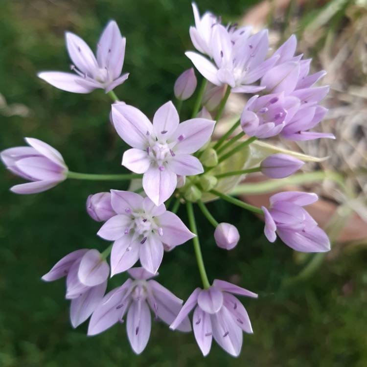 Plant image Allium roseum