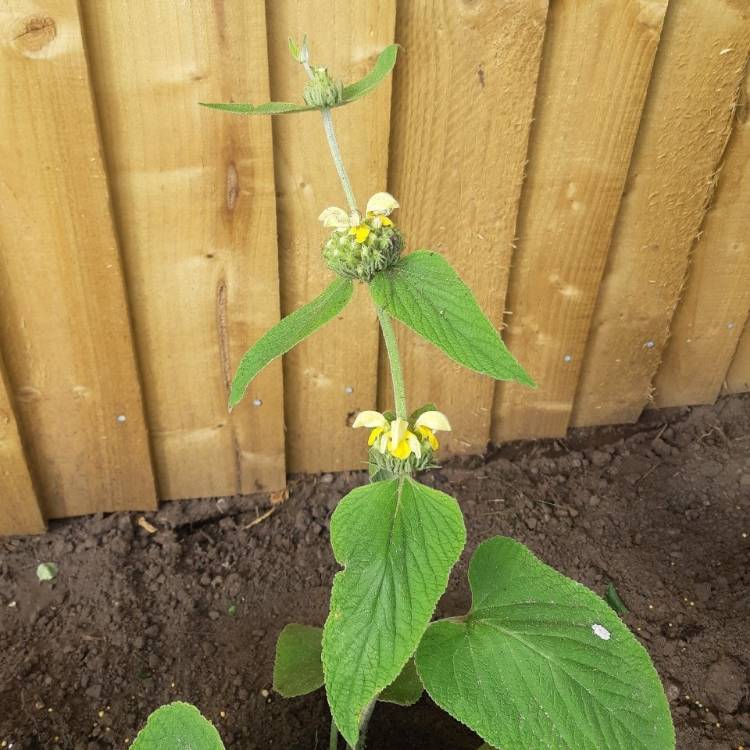 plant image 1329022