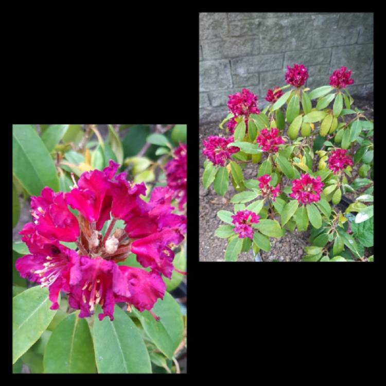plant image 1331000
