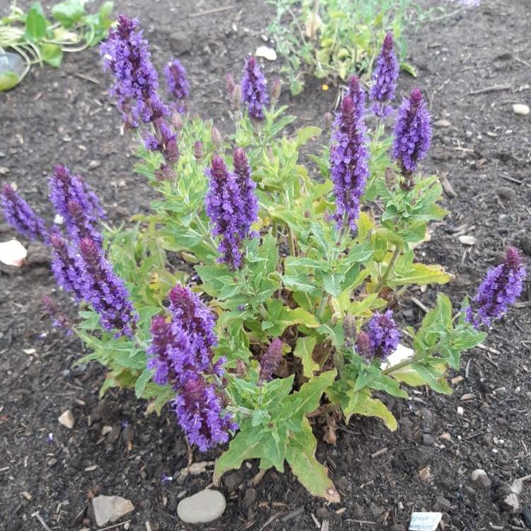plant image 1338052 plant image 1338052
