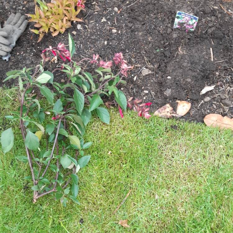 plant image 1343237 plant image 1343237