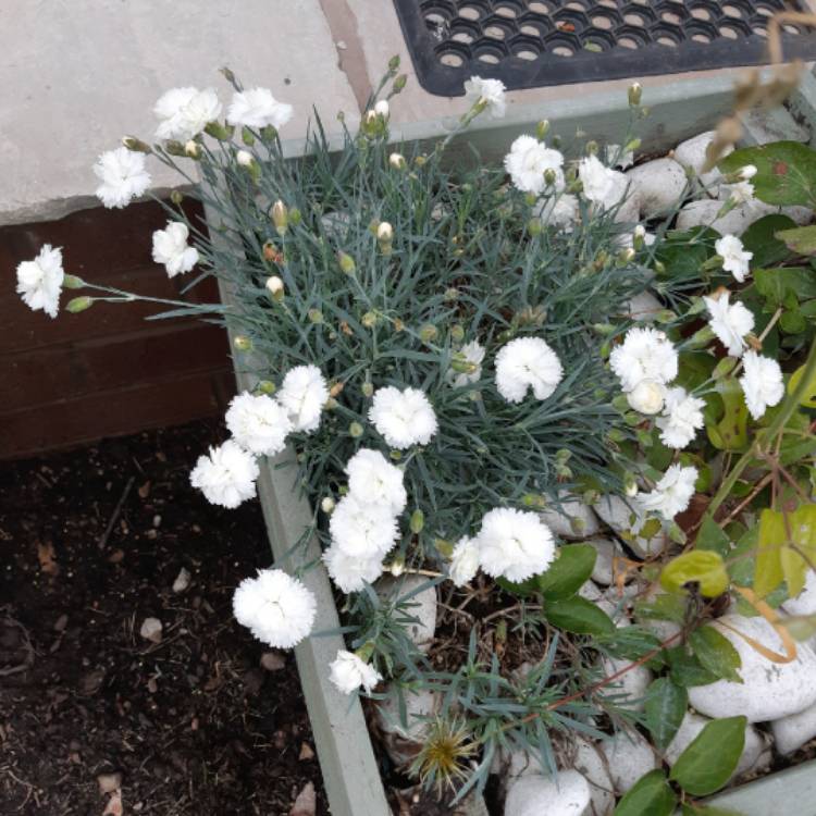 Plant image Dianthus plumarius 'Arctic Star'