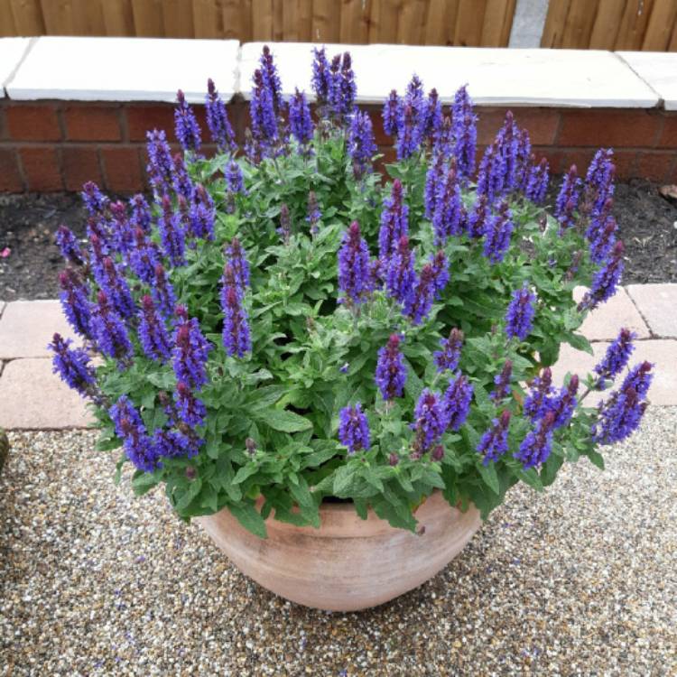 plant image 1347080 plant image 1347080