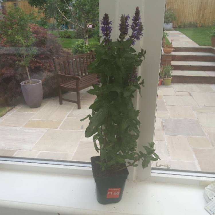 plant image 1350132 plant image 1350132