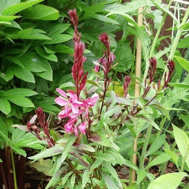 plant image 1350777 plant image 1350777