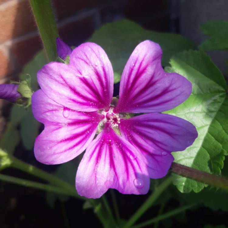 Plant image Malva Sylvestris 'Mystic Merlin'
