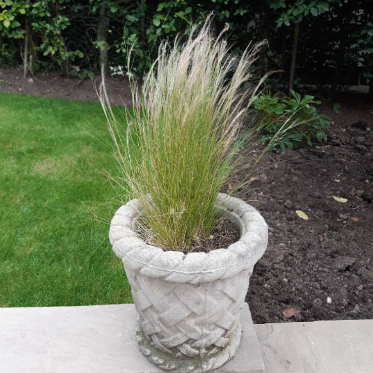 plant image 1362408