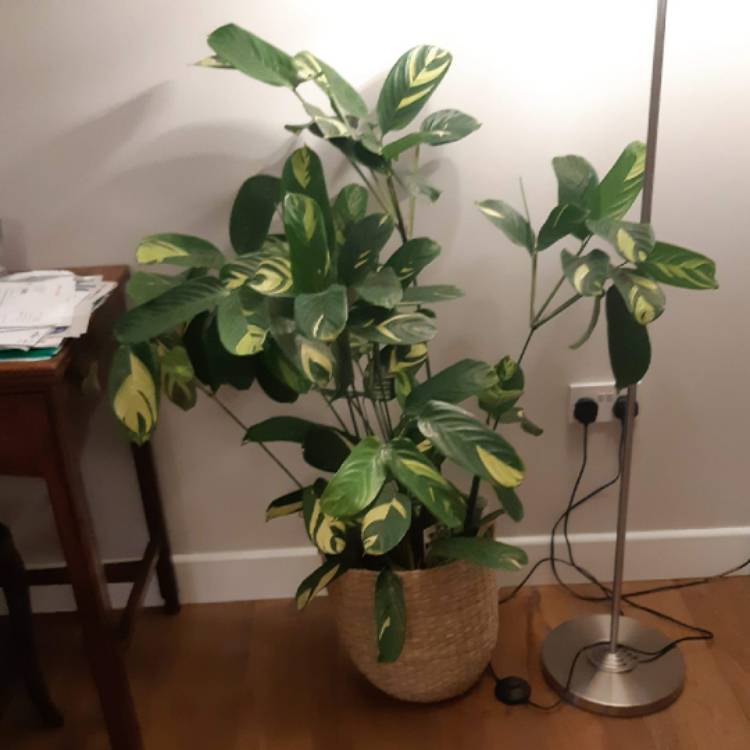 Plant image Ctenanthe lubbersiana 'Brazilian Snow'