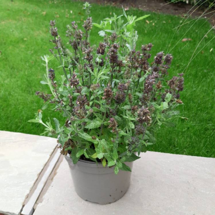 plant image 1369455 plant image 1369455