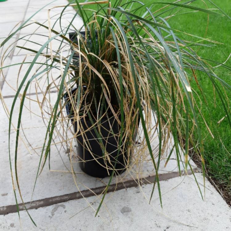 Plant image Deschampsia Goldtau