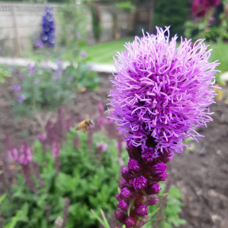 plant image 1373586 plant image 1373586