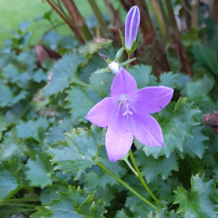 Plant image Campanula 'Clockwise'