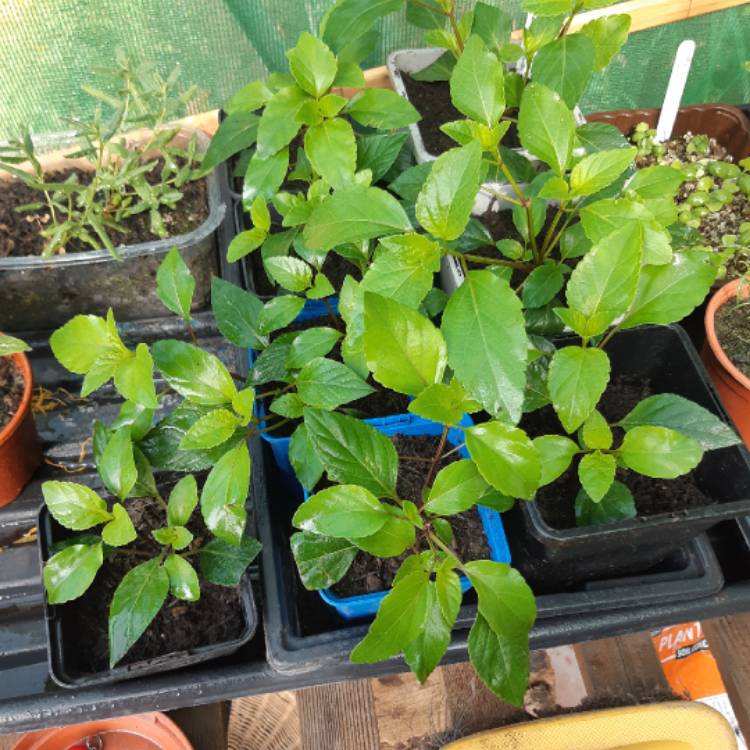 plant image 1375167 plant image 1375167