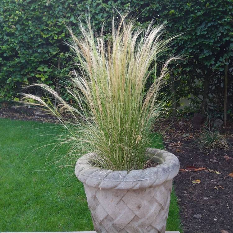 plant image 1375786