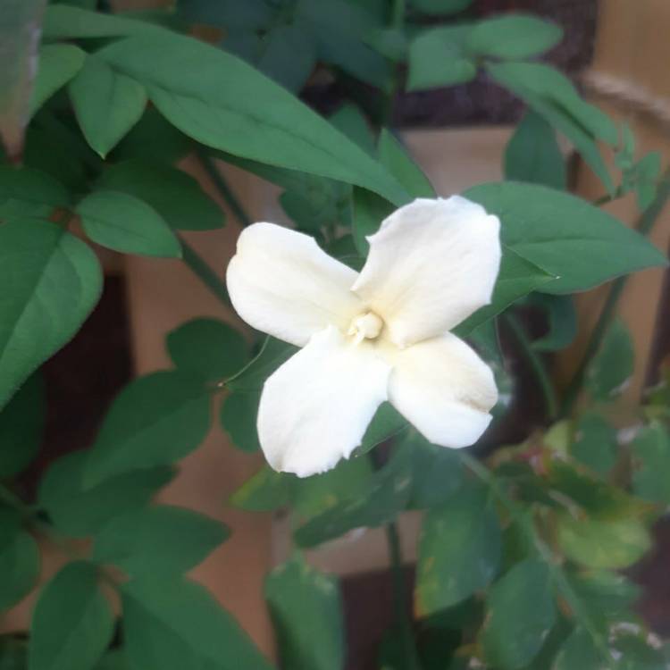 plant image 1391620 plant image 1391620