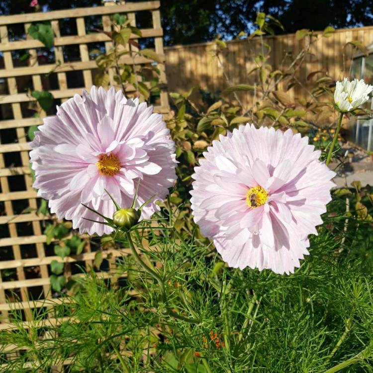 plant image 1392136 plant image 1392136