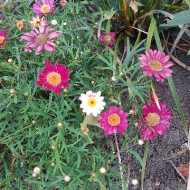 Argyranthemum