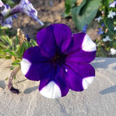 Petunia 'Kleph15313' syn. Petunia 'Night Sky', Petunia 'Headliner Night Sky'