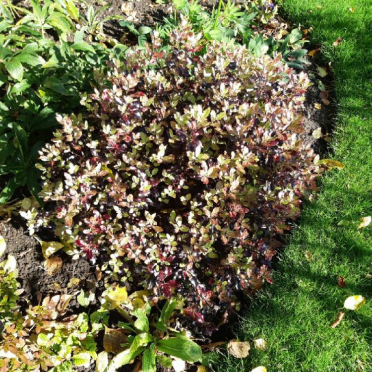 plant image 1404849 plant image 1404849