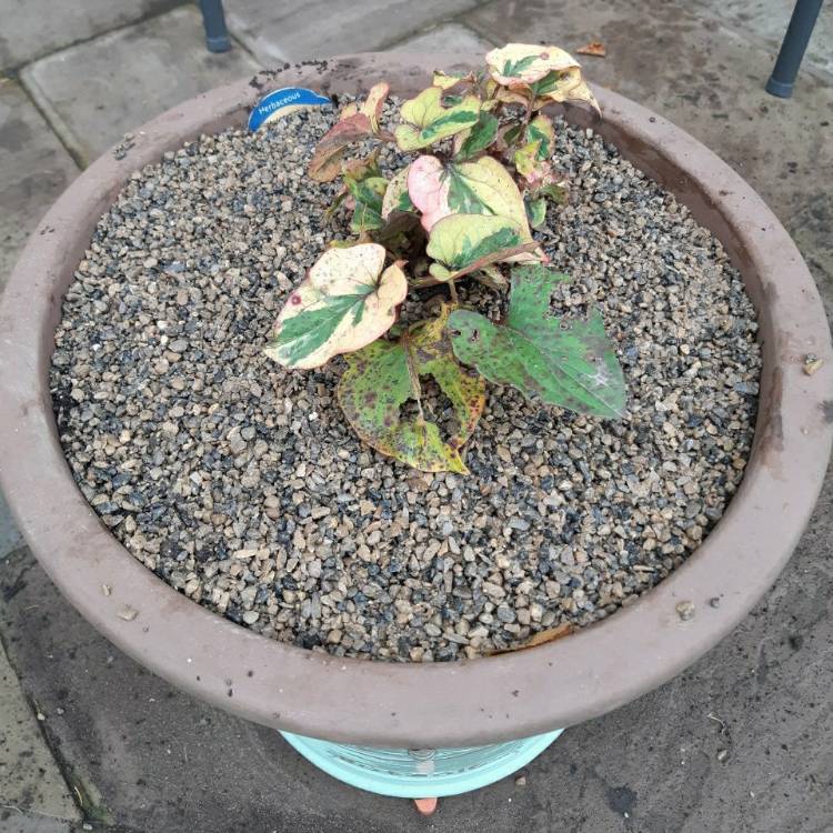 plant image 1409221 plant image 1409221