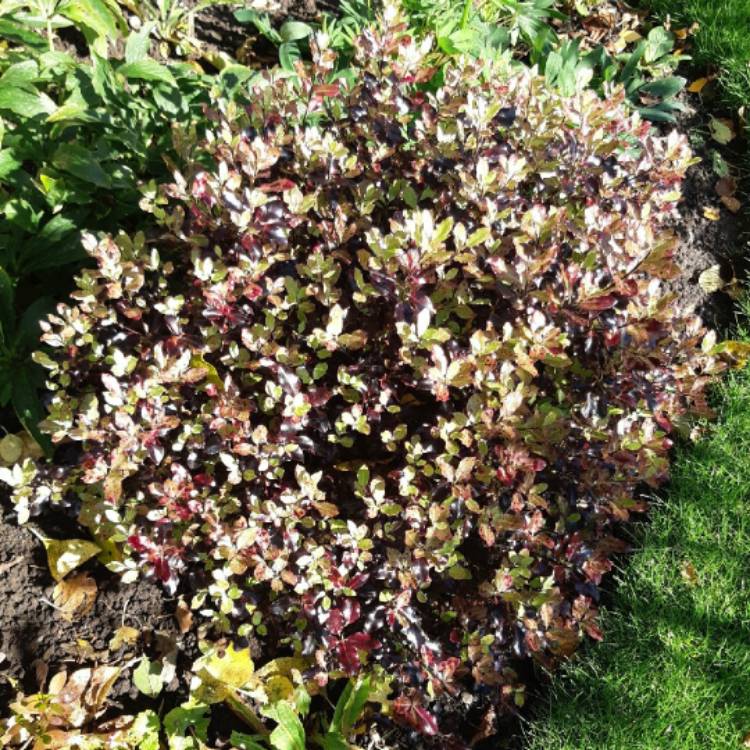 plant image 1409224 plant image 1409224