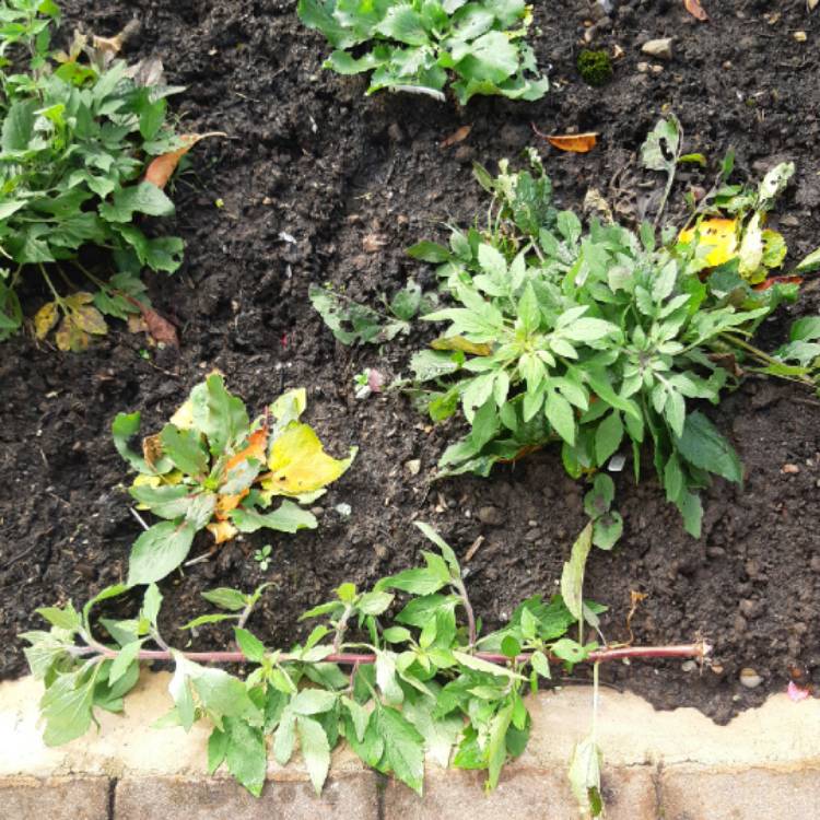 plant image 1413218 plant image 1413218