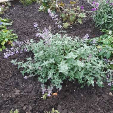 Nepeta 'Six Hills Giant'