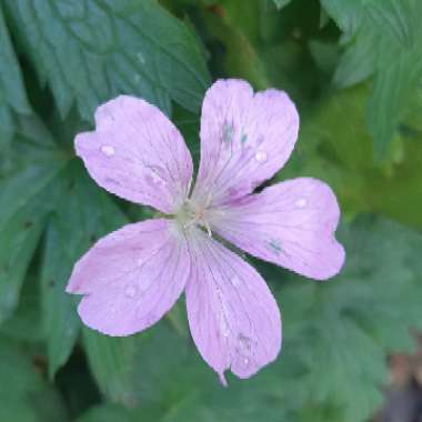 Geranium 'Patricia'