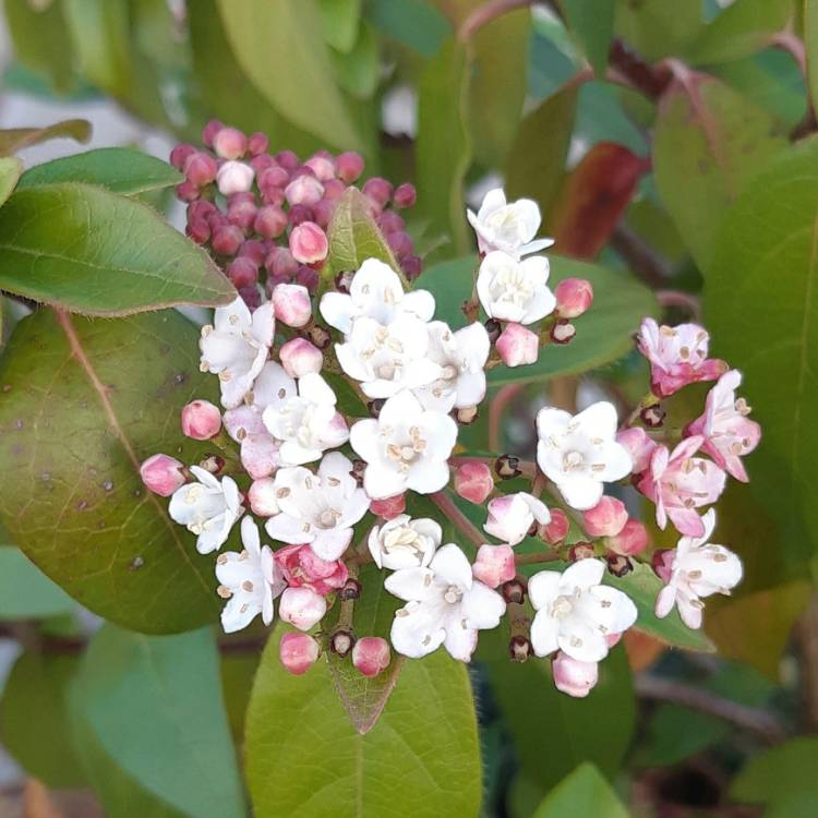 plant image 1418657