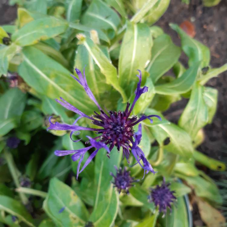plant image 1424656 plant image 1424656