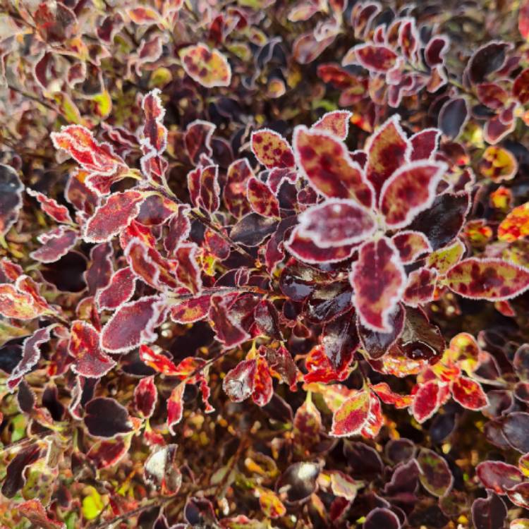 plant image 1432821 plant image 1432821