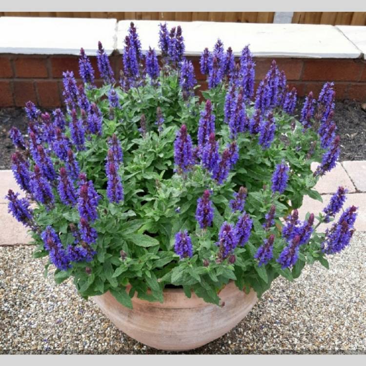 plant image 1435484 plant image 1435484