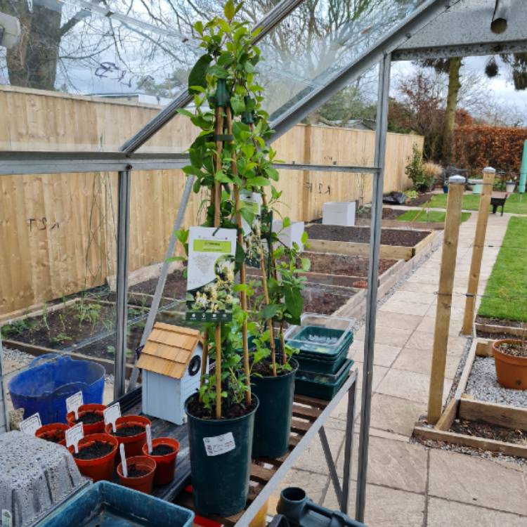 Plant image Lonicera japonica 'Halliana'
