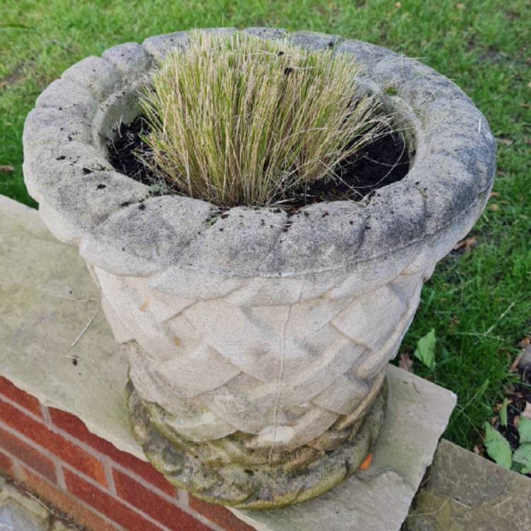 plant image 1451383